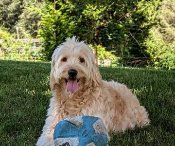 Brandywine Valley Veterinary Hospital