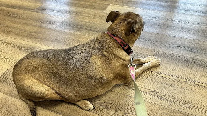 Brandywine Valley Veterinary Hospital 7