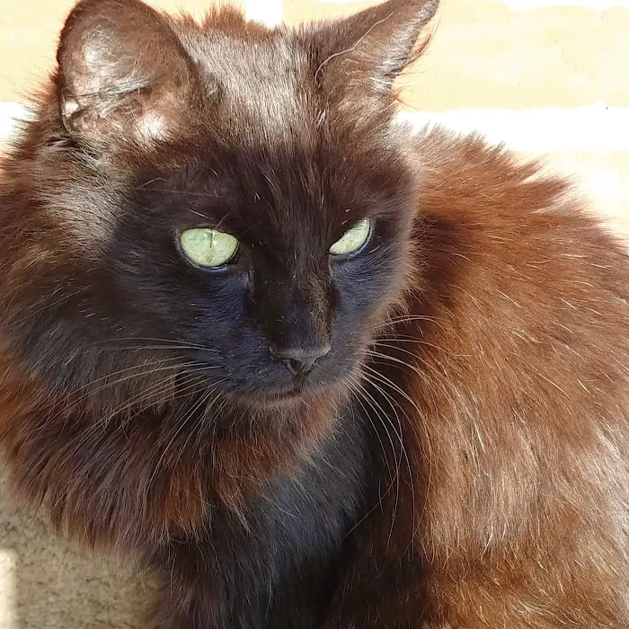 Coatesville Veterinary Hospital 4