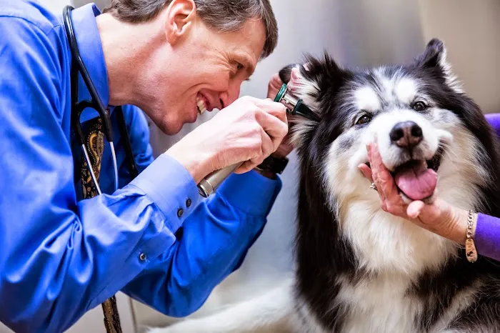 Glenmoore Veterinary Hospital 1