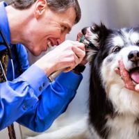 Glenmoore Veterinary Hospital ico