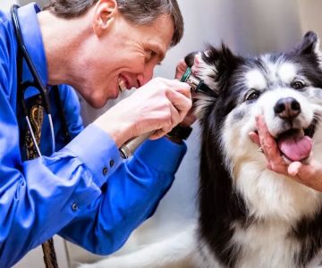 Glenmoore Veterinary Hospital