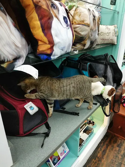 Gurrs & Purrs Boutique 12