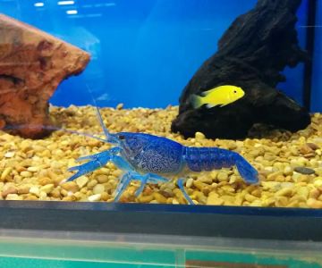 Petco