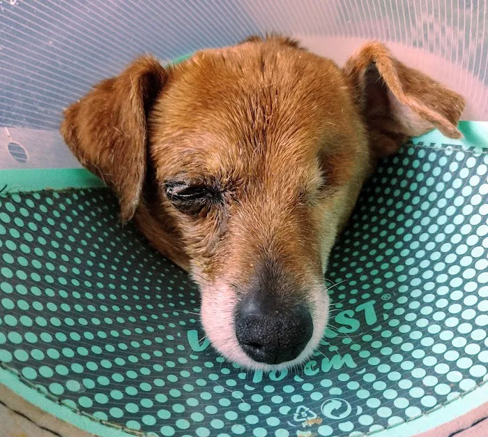 BluePearl Pet Hospital 12