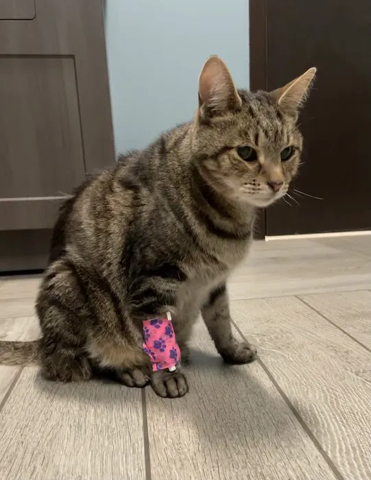 BluePearl Pet Hospital 12