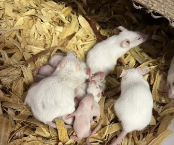 Rodents Direct