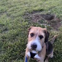Banfield Pet Hospital ico