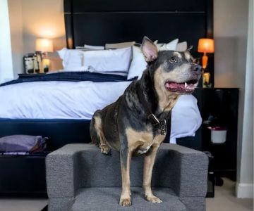 Steppy Bed