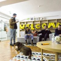 Maven Pet ico