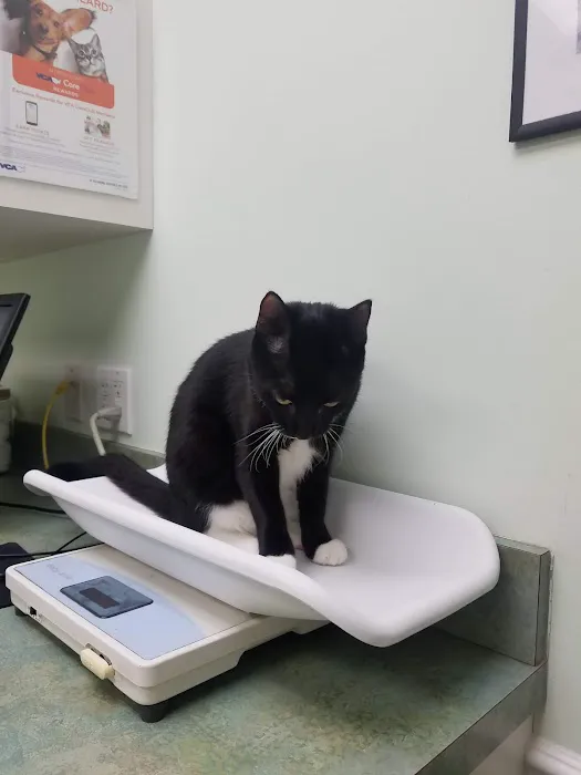 VCA Kirkwood Animal Hospital 12