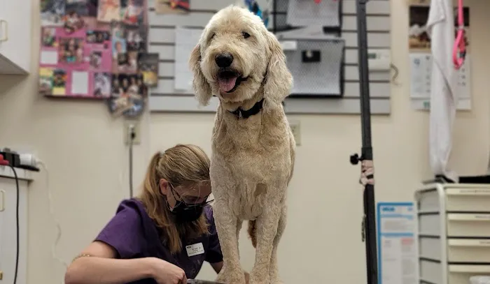 VCA Kirkwood Animal Hospital 12