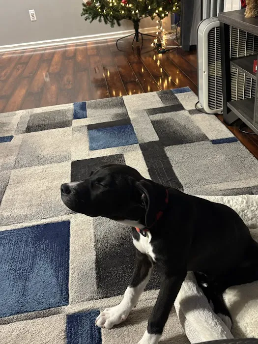VCA Kirkwood Animal Hospital 12