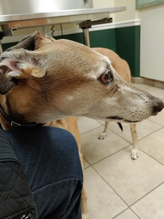 VCA Kirkwood Animal Hospital 12