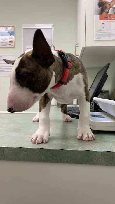 VCA Kirkwood Animal Hospital 12