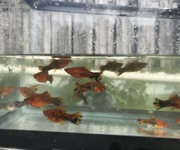 Aquazul Tropical Fish LLC