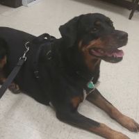 Loving Touch Animal Clinic ico