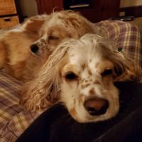 Vetco Vaccination Clinic ico