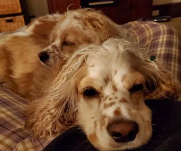 Vetco Vaccination Clinic
