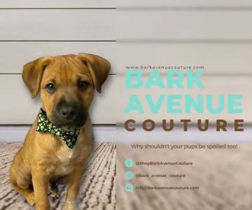 Bark Avenue Couture