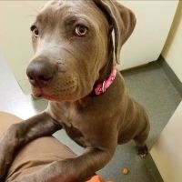 Nonantum Veterinary Clinic Inc ico