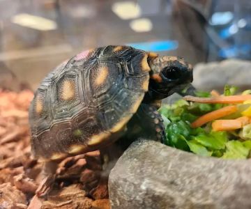 Pasco County Reptiles & Exotics