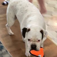 Crestview Animal Clinic: Sachs Harry R DVM ico