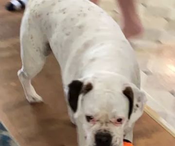 Crestview Animal Clinic: Sachs Harry R DVM