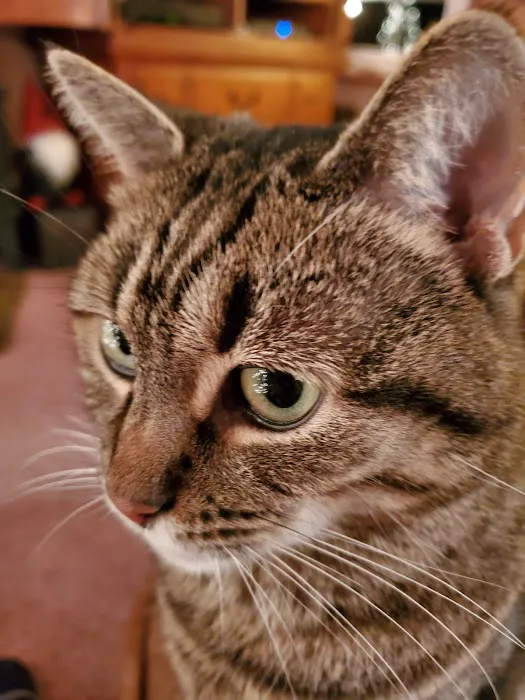 Crestview Animal Clinic: Davidson Craig A DVM 1