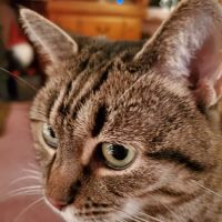 Crestview Animal Clinic: Davidson Craig A DVM ico