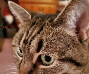 Crestview Animal Clinic: Davidson Craig A DVM