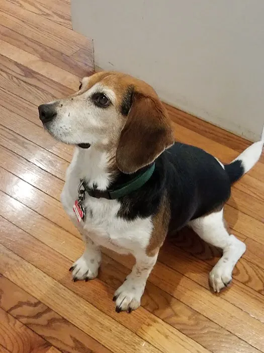 Crestview Animal Clinic: Davidson Craig A DVM 2