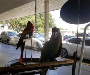 Yoan & Son Pet Shop
