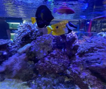 Corals and Fins