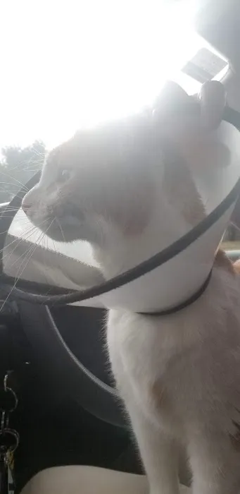 Penn Animal Hospital 1