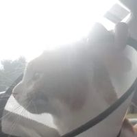 Penn Animal Hospital ico