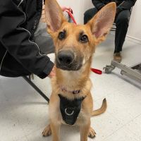New London Veterinary Center ico