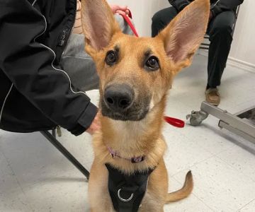 New London Veterinary Center