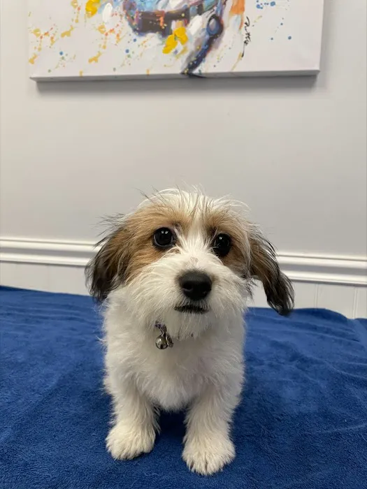 New London Veterinary Center 2
