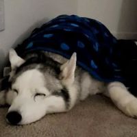VCA Newark Animal Hospital ico