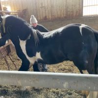 Unionville Equine Associates PC ico