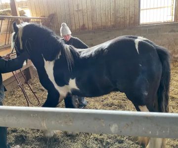 Unionville Equine Associates PC