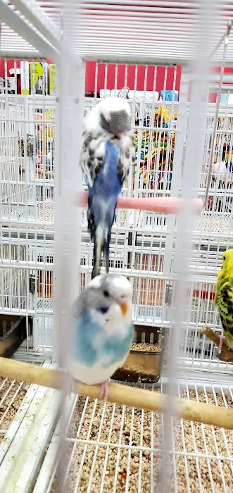 Pet Supermarket 12