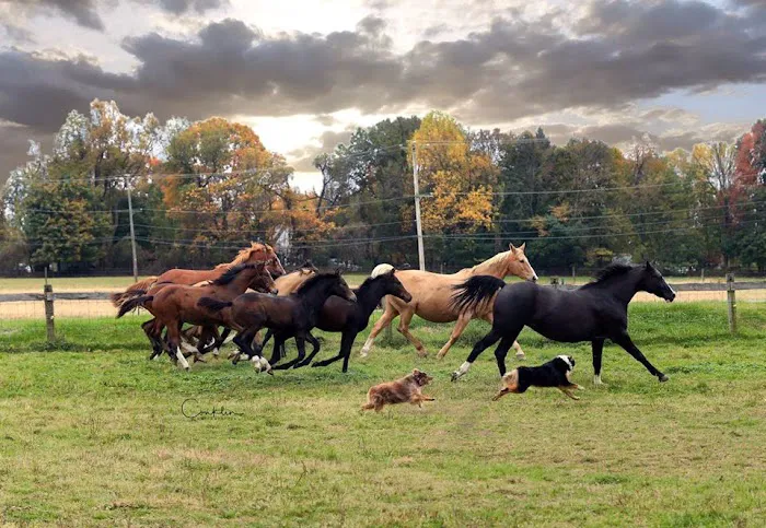 Complete Equine Health Services 7