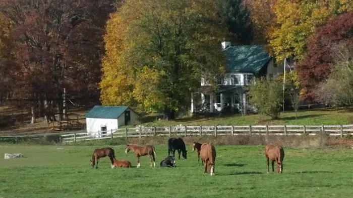 Complete Equine Health Services 8