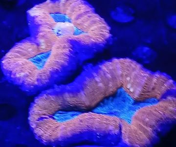 Santana's Reefs