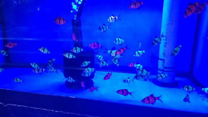 Fish Fantasia 12