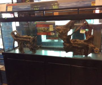 Fish Fantasia