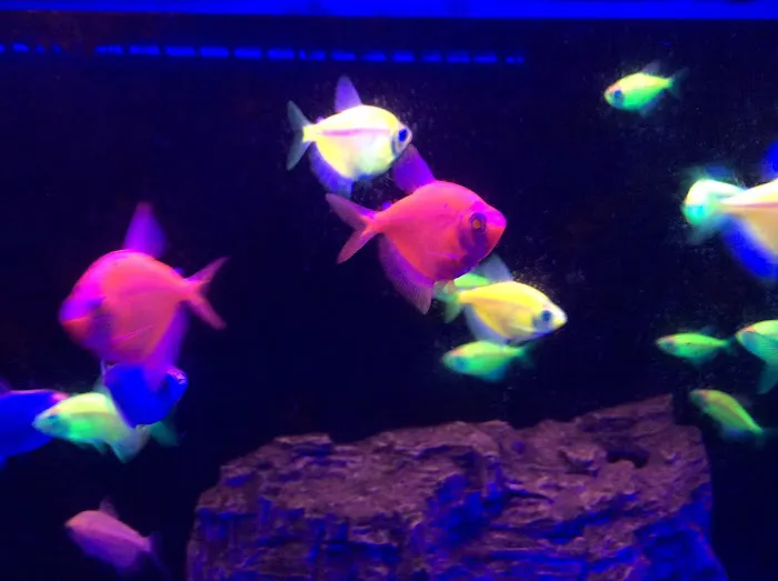Fish Fantasia 12
