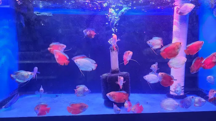 Fish Fantasia 12